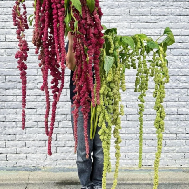 【拾花拾木】吊米 鲜花云南鲜花