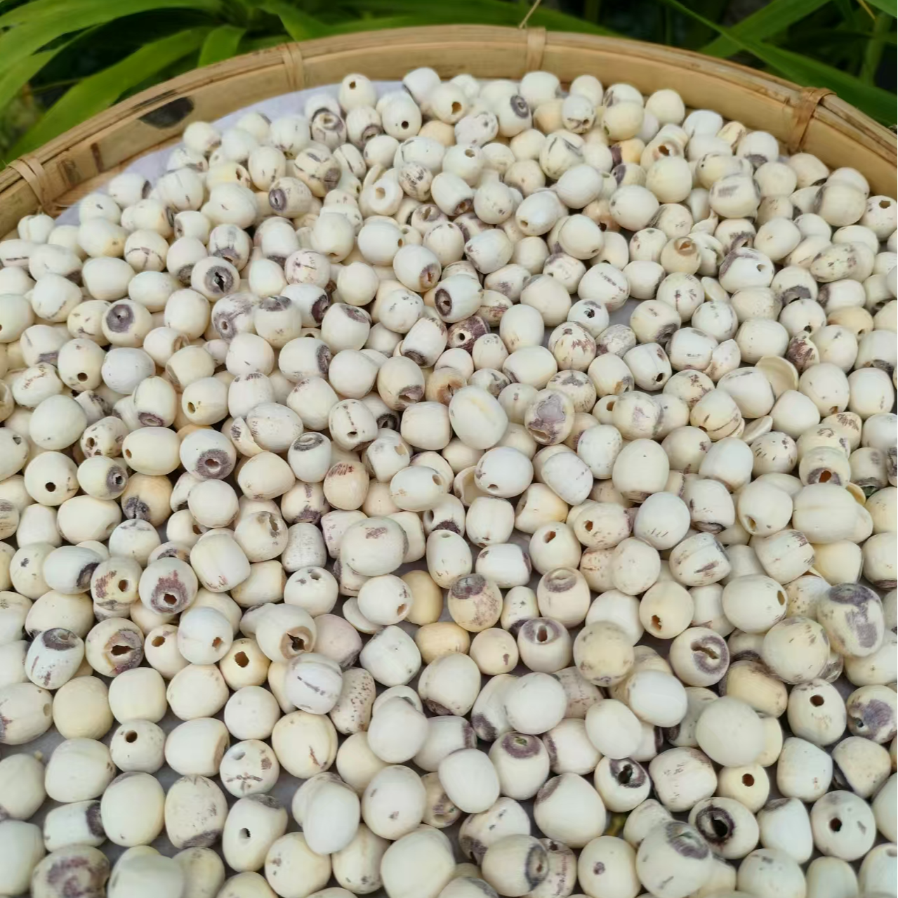 【阿海精选】土特产莲子