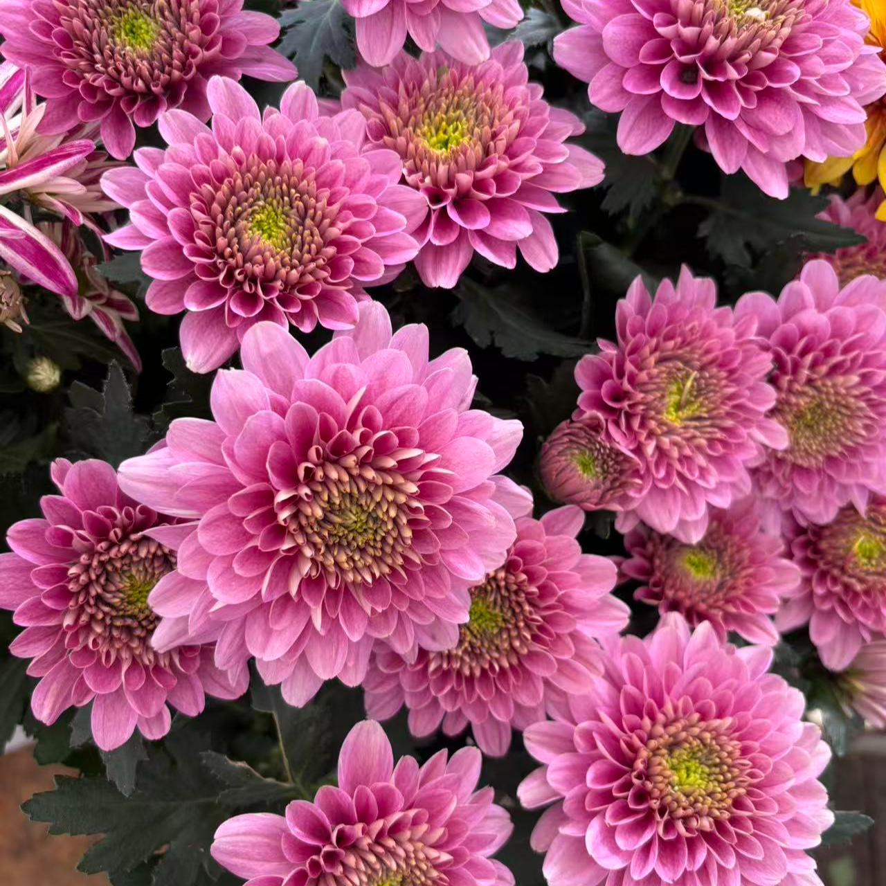 香槟粉 荷兰菊盆栽花苗多季节开花耐热花量大新手易养护