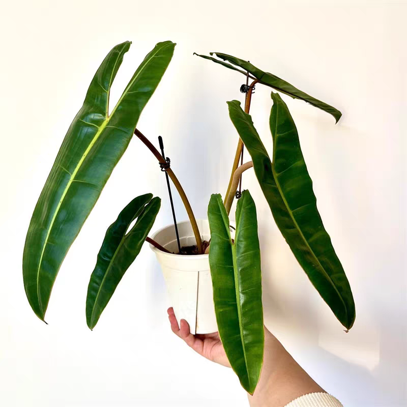 室内观叶绿植盆栽懒人好养橙柄蔓绿绒北欧风植物