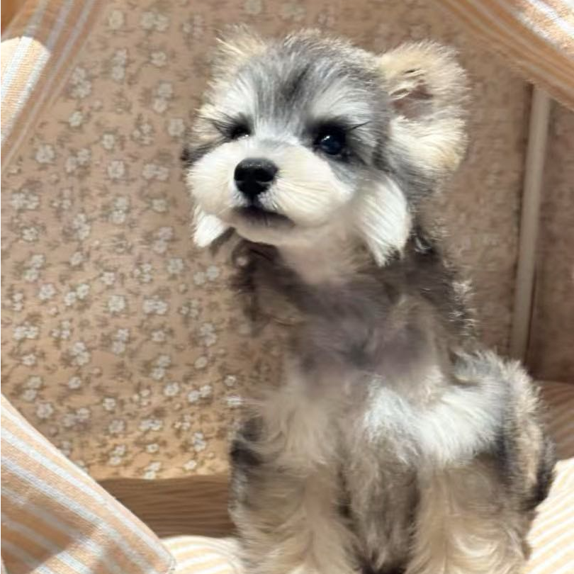 【扑扑宠物优选】狗狗活体链接