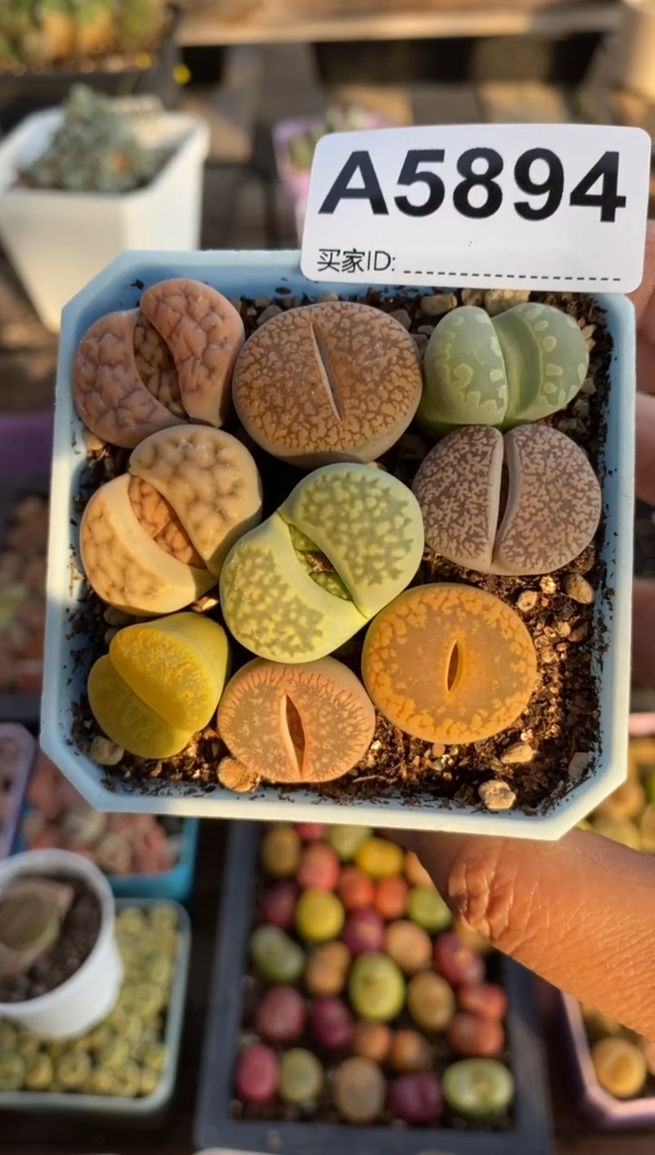 【闪购商品】5894直播一物一拍