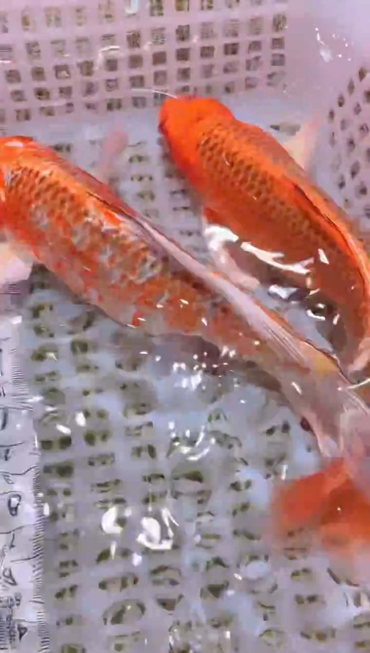 锦鲤冷水观赏鱼全场包邮82