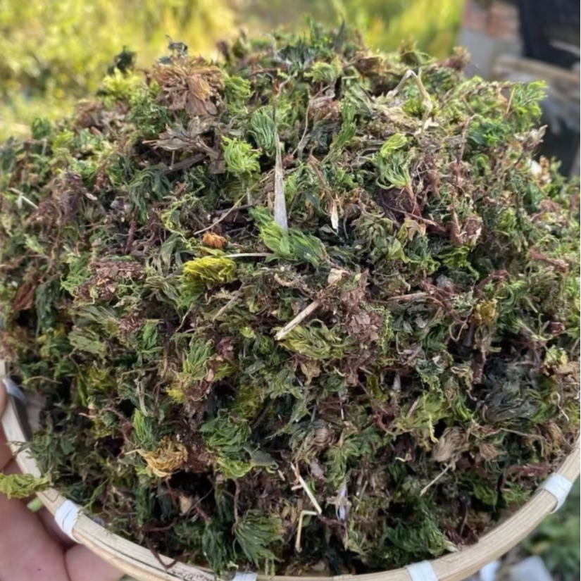 甄选【回心草】珍藏  阳专属