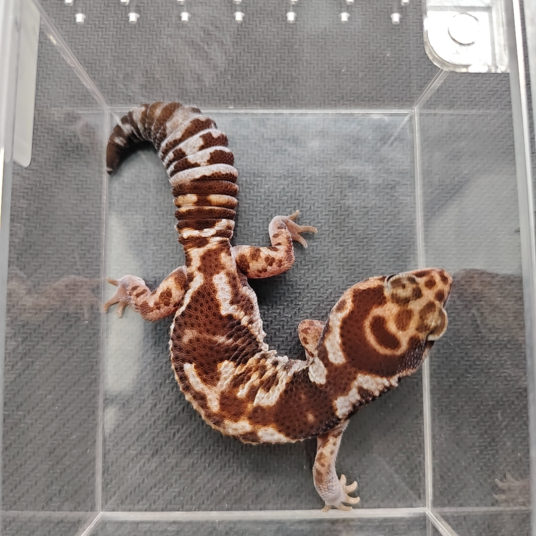 奶牛隐橘白无纹守宫  妹妹