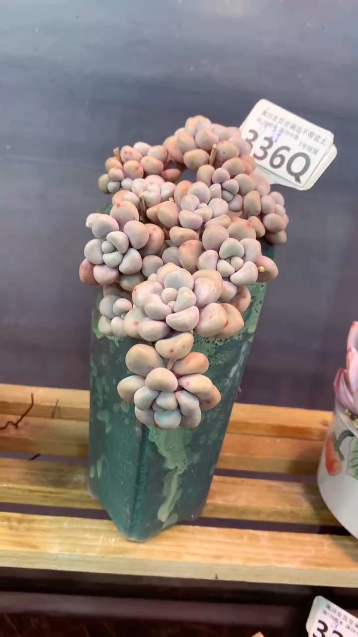 336Q（一物一拍，精品多肉，所见即所得 ）