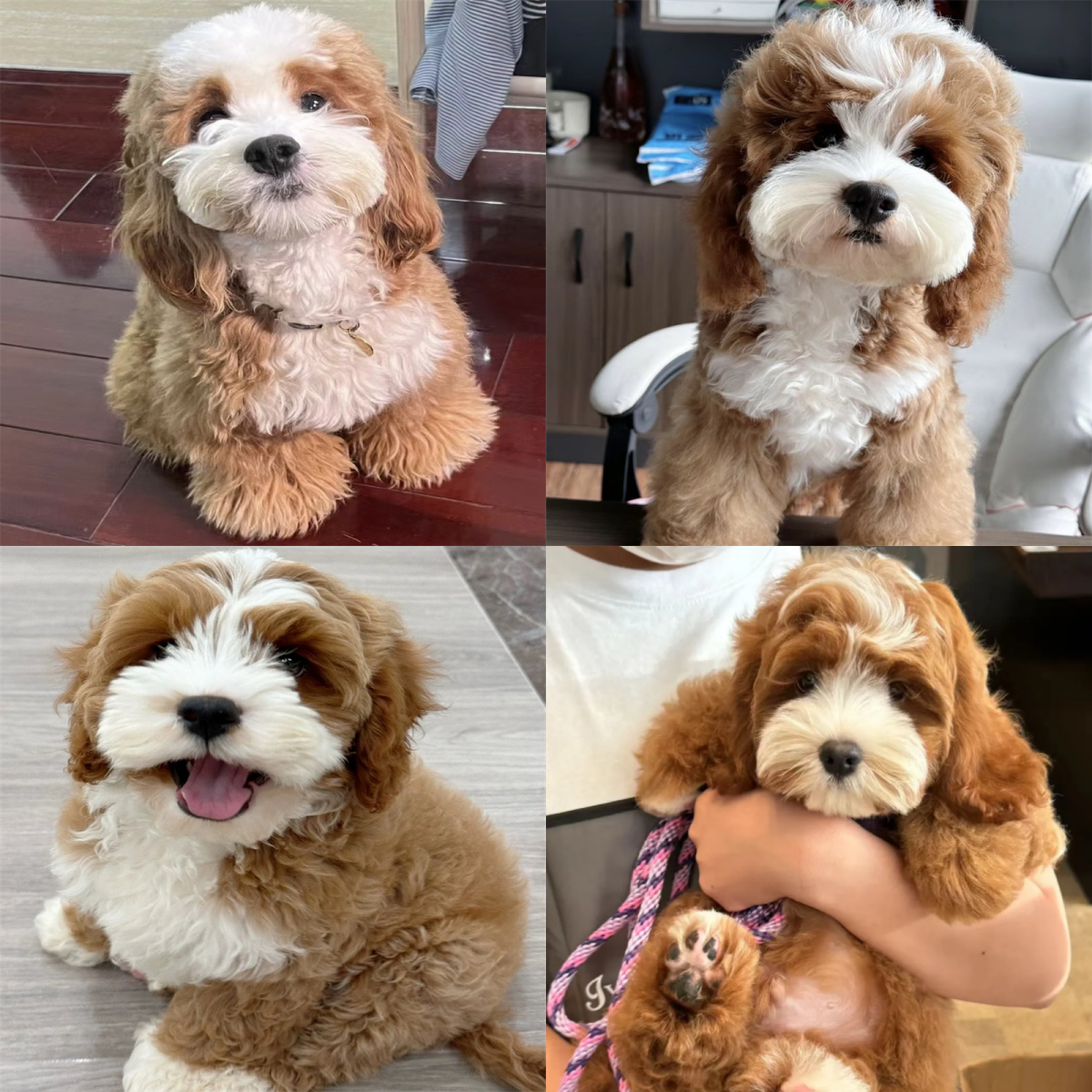 （北京高端萌宠汇）网红饼干可颂泡泡同款可卡布幼犬宠物宠物狗活体