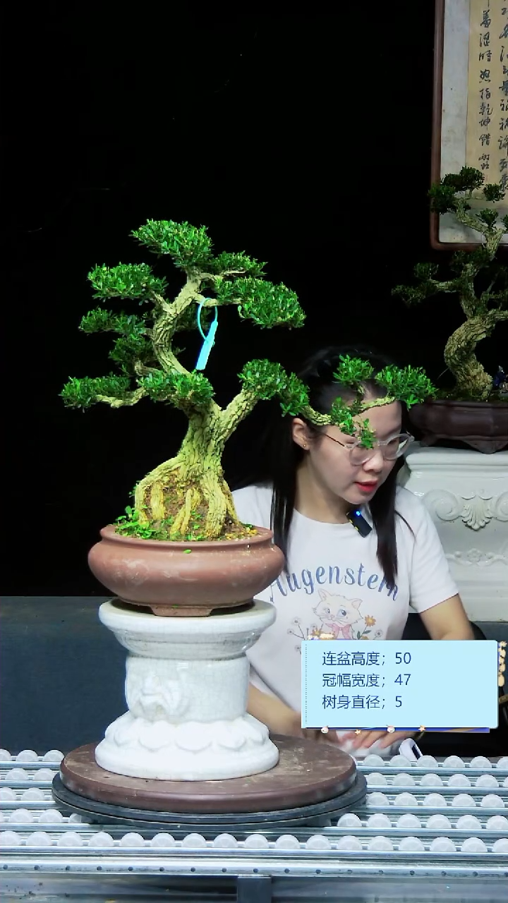 无花朵黄杨黄杨黄杨黄杨