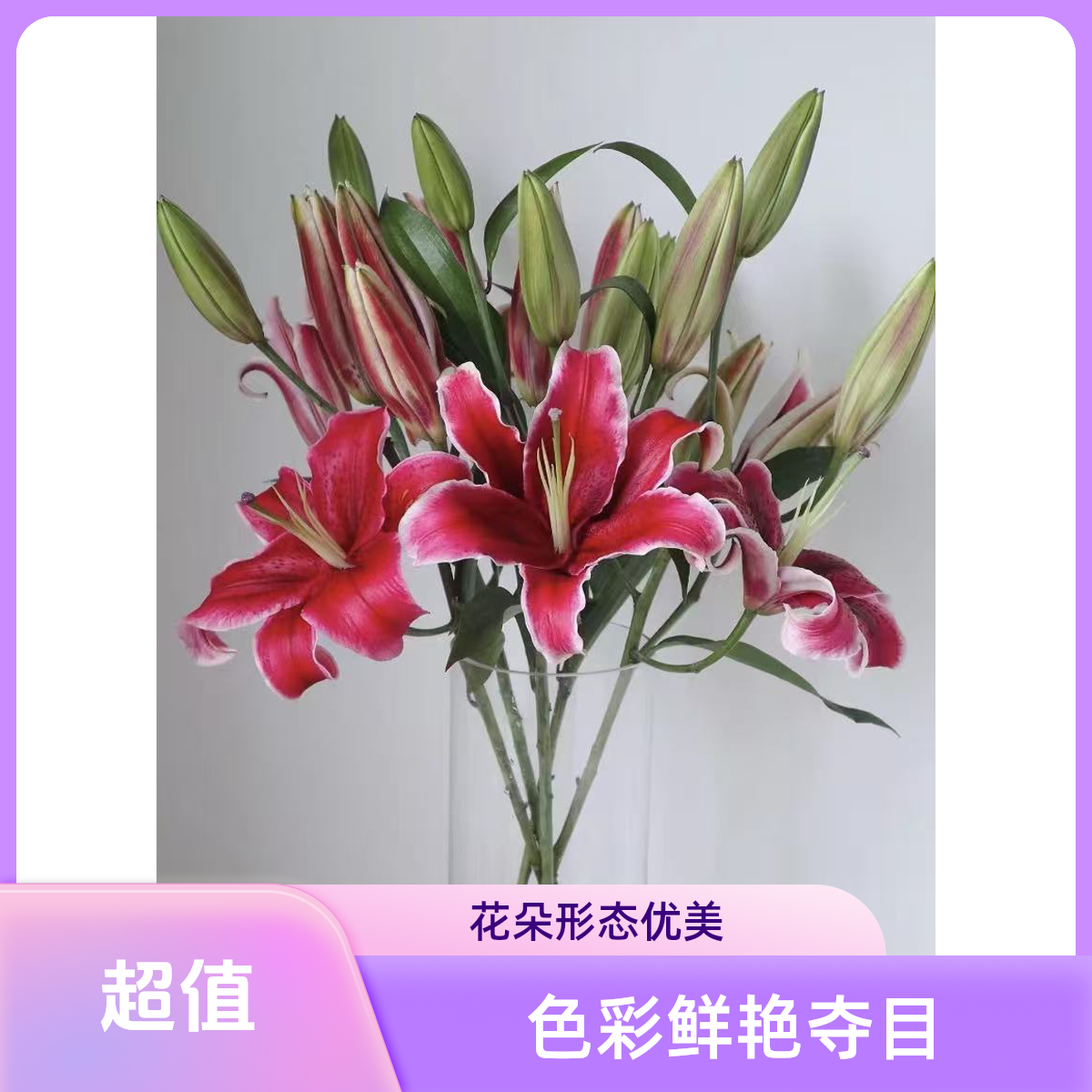 多头印第安香水百合-任意两单发顺丰