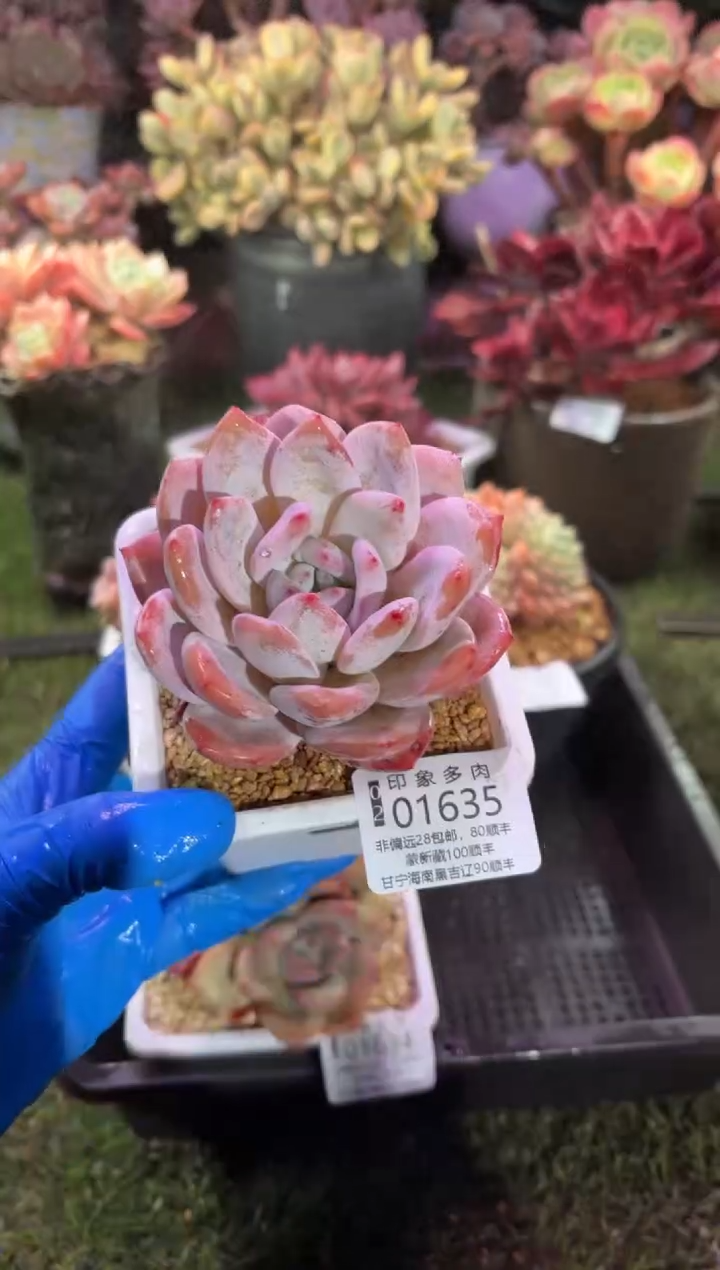 【闪购商品】01635