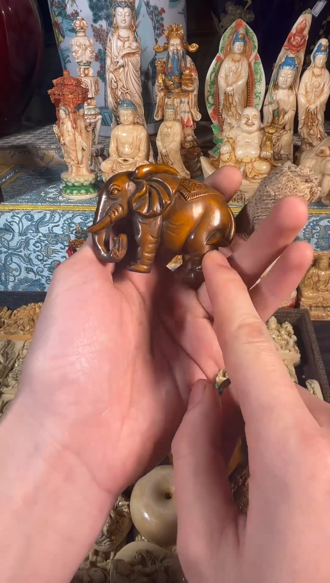 黄杨木1111111111111