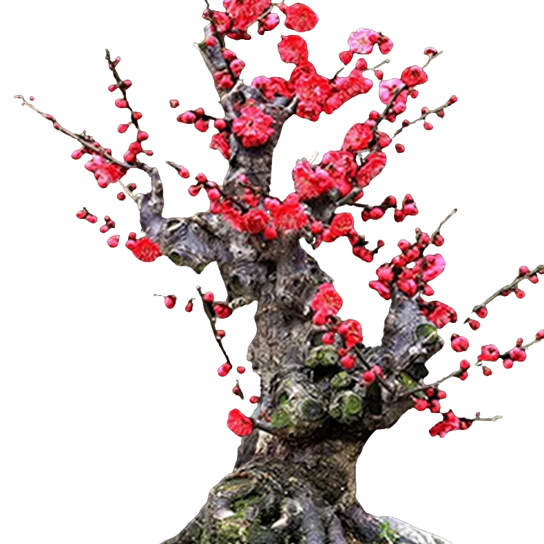 漏发补发植物错发死苗补拍链接红梅银杏树海棠花老桩高端盆景马眼