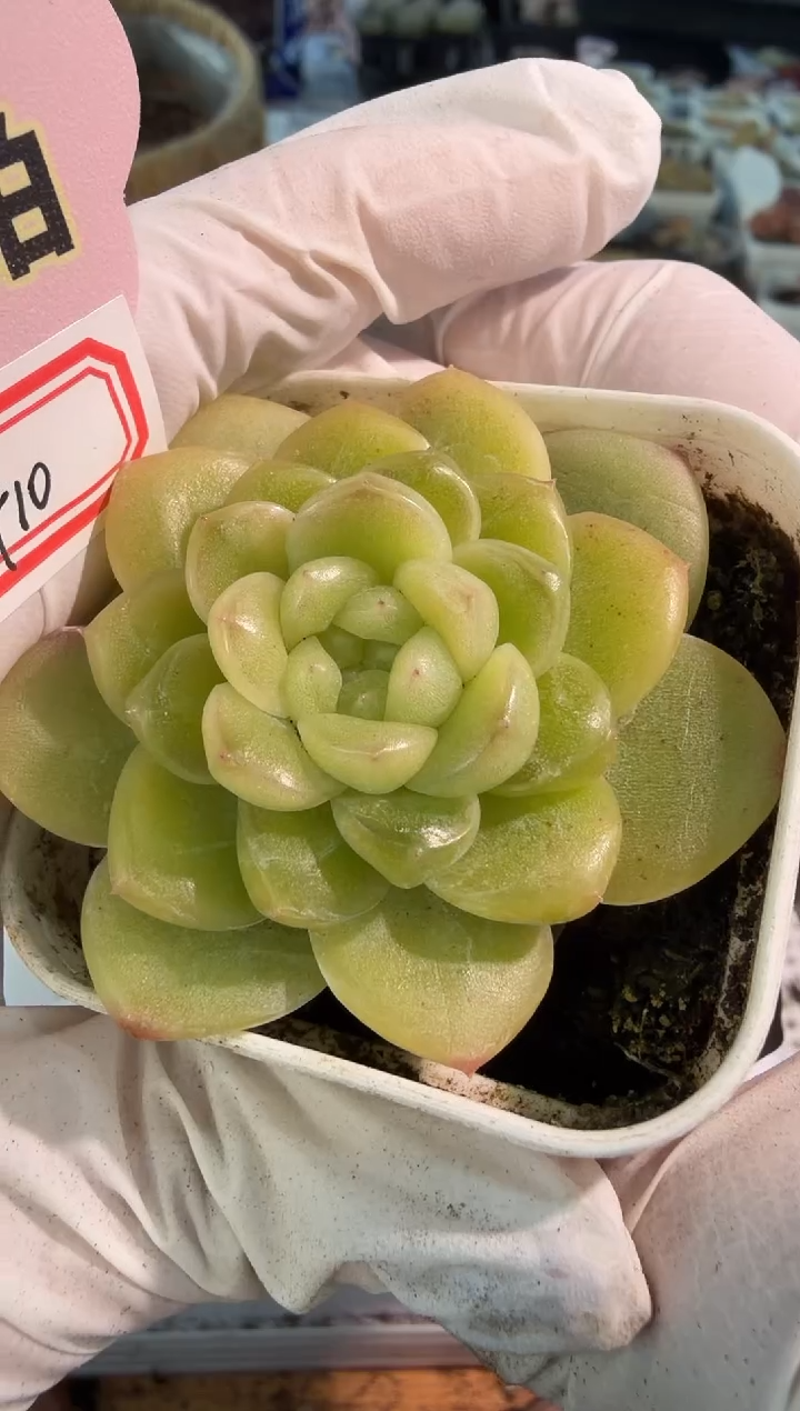 CF10 五方一盆 量拍混发