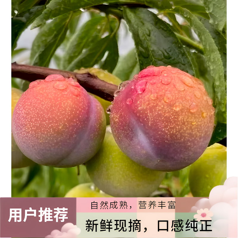 四川宜宾本地茵红李脆爽可口酸甜诱惑（顺丰包邮）