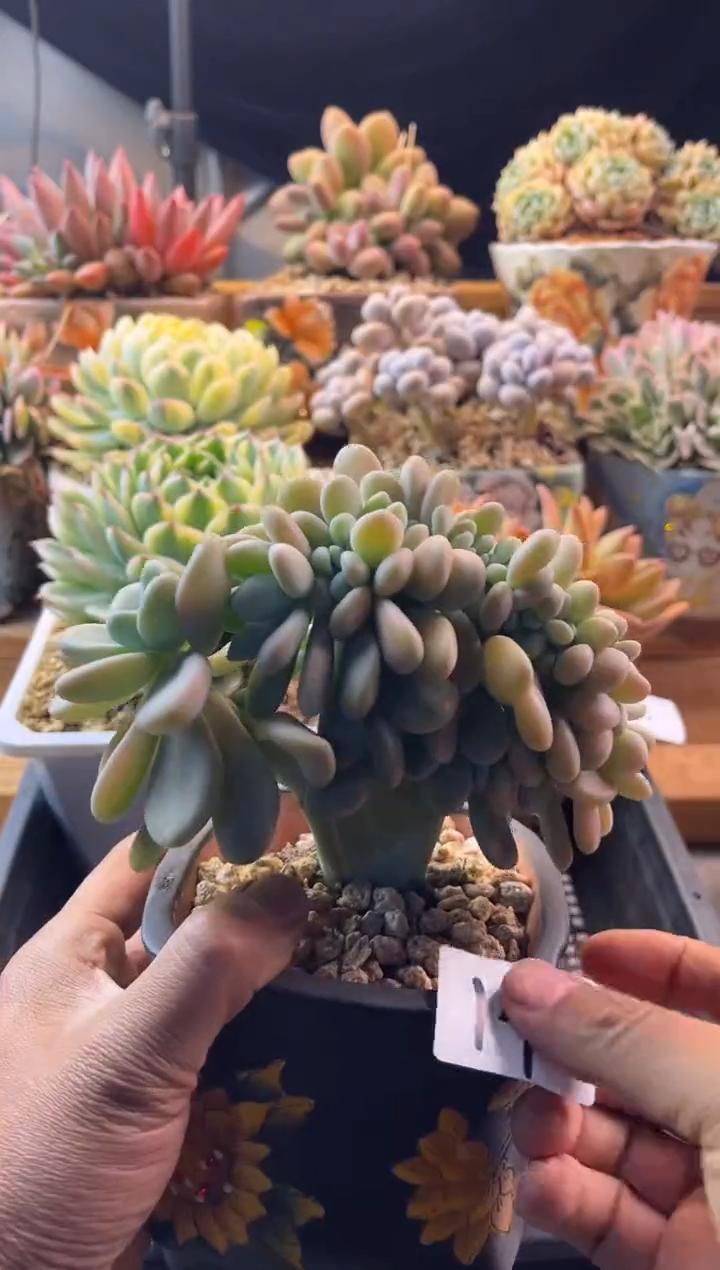 14雪花珍妮11111111111111111