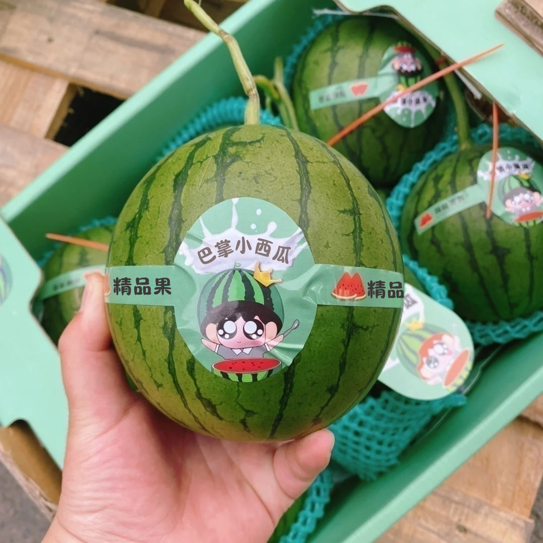 当季巴掌小西瓜红颜小糖丸冰激凌西瓜手撕小西瓜