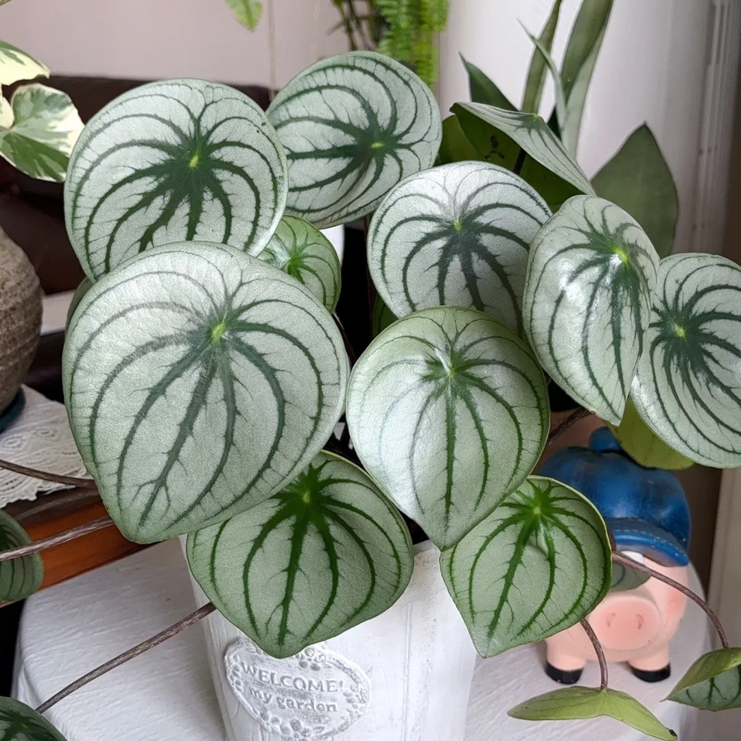 麒麟西瓜皮椒草盆栽室内阳台四季常绿观叶好养绿植物