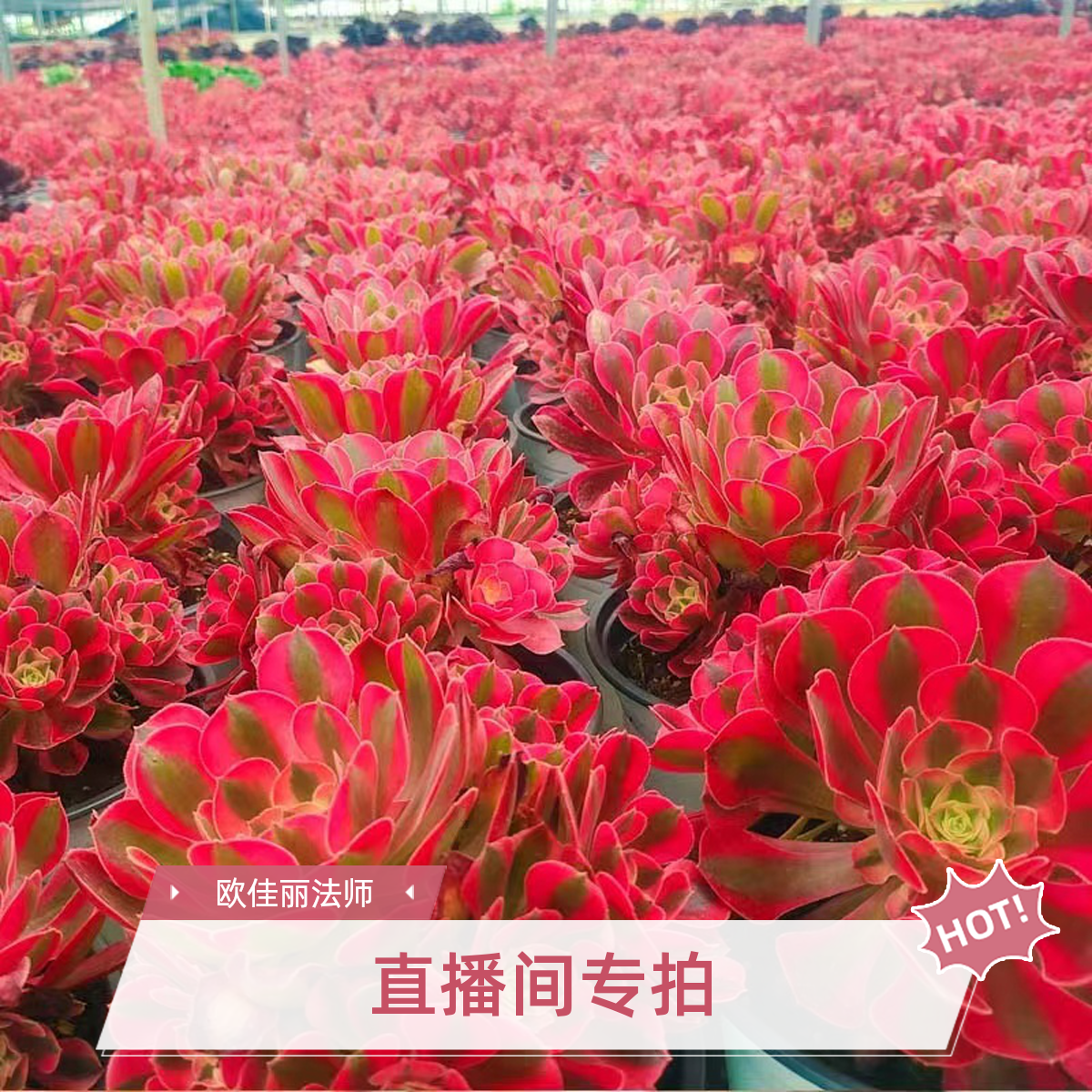 法师植物老桩欧佳丽美杜莎粉女巫很好种植一物一拍