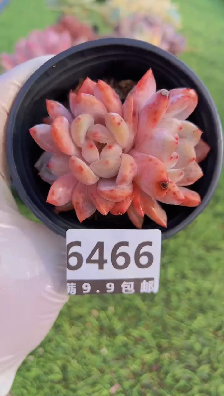 【闪购商品】信福多肉一物一拍