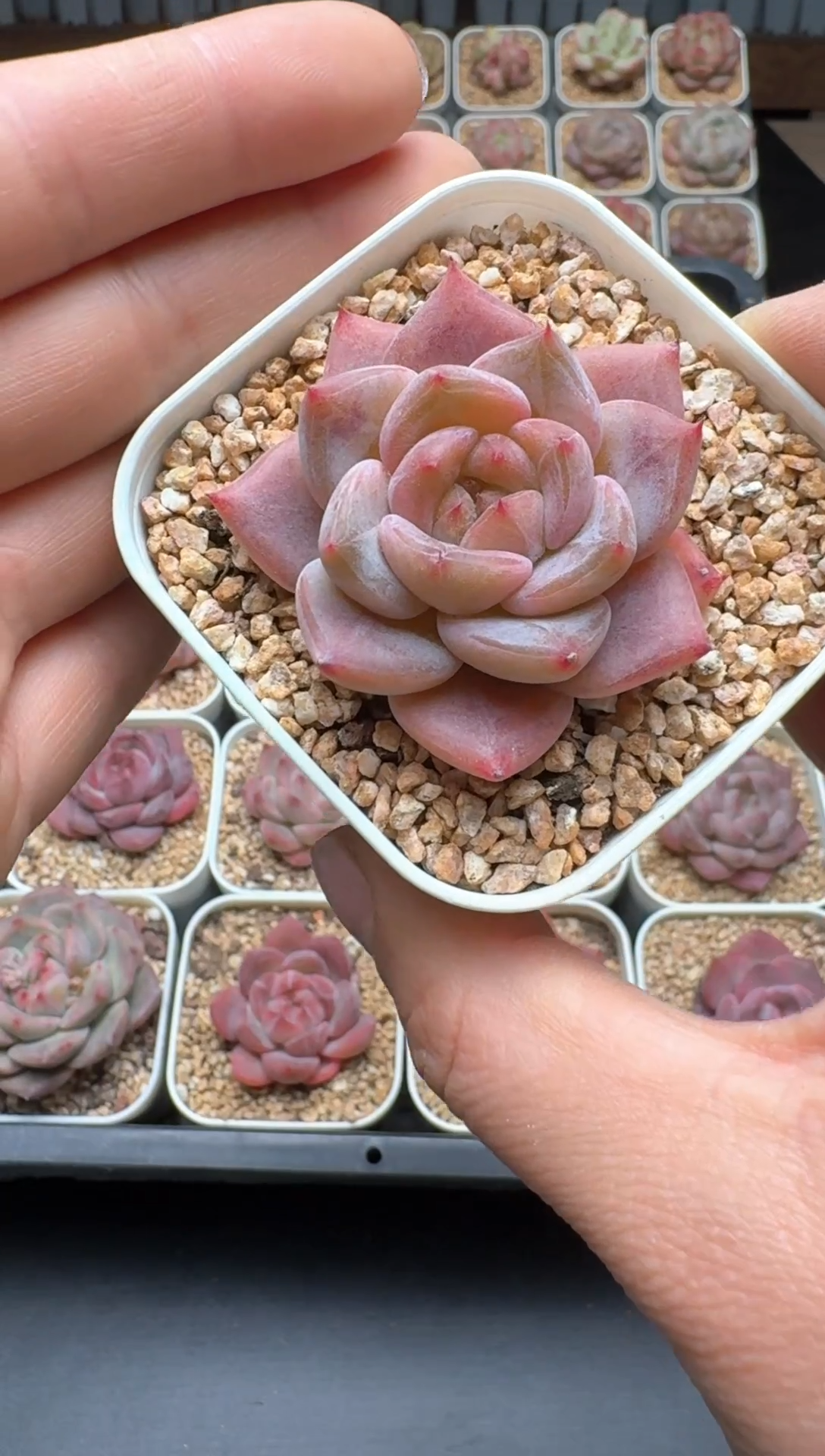 【闪购商品】083A号一物一拍多肉花卉植物拍3颗起发