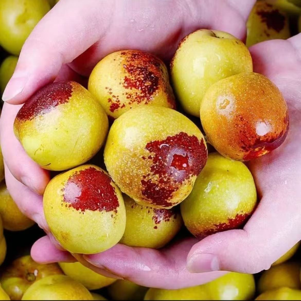 沾化冬枣苗 冰糖冬枣脆甜无渣南方北方种植庭院 枣树果树苗