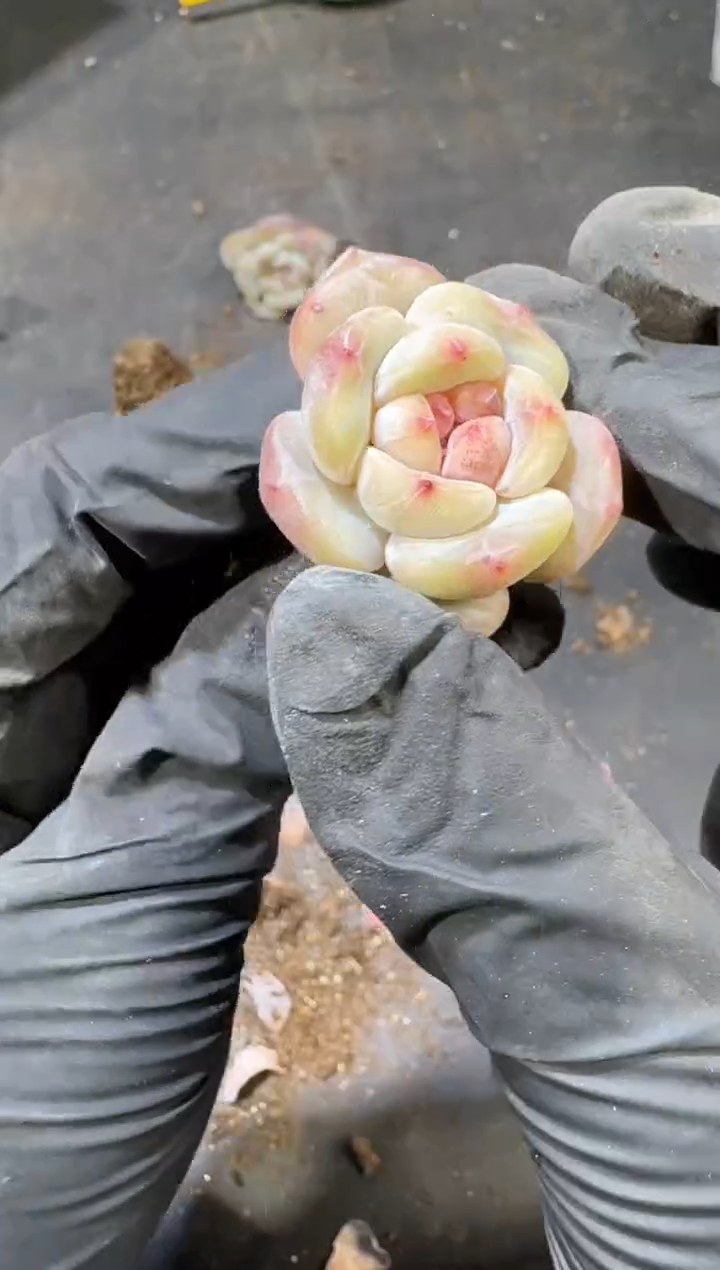 【闪购商品】19号到手8棵江北多肉一物一拍