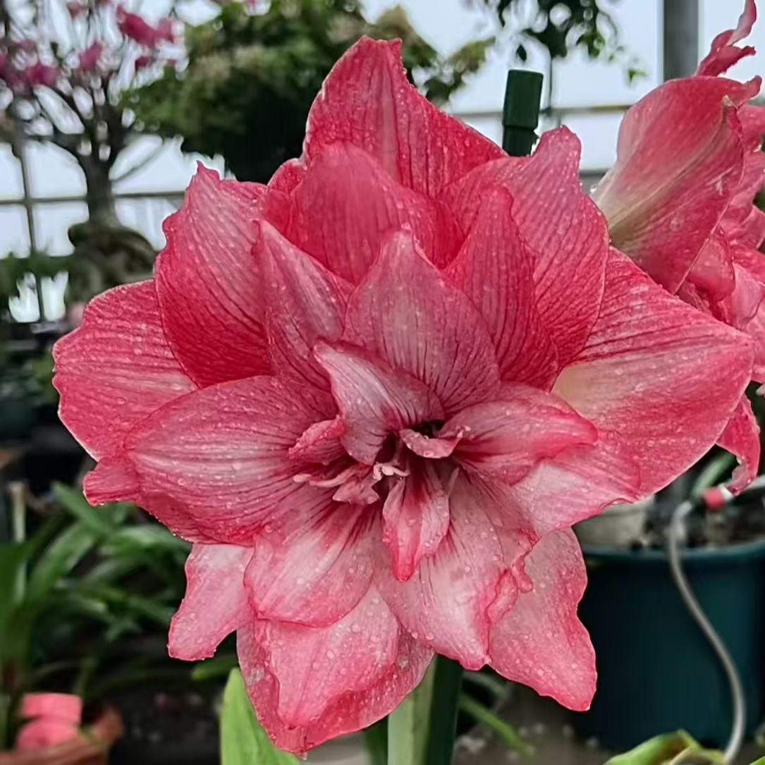 【荷兰进口精品球】~青州品韵进口朱顶红种球大花重瓣