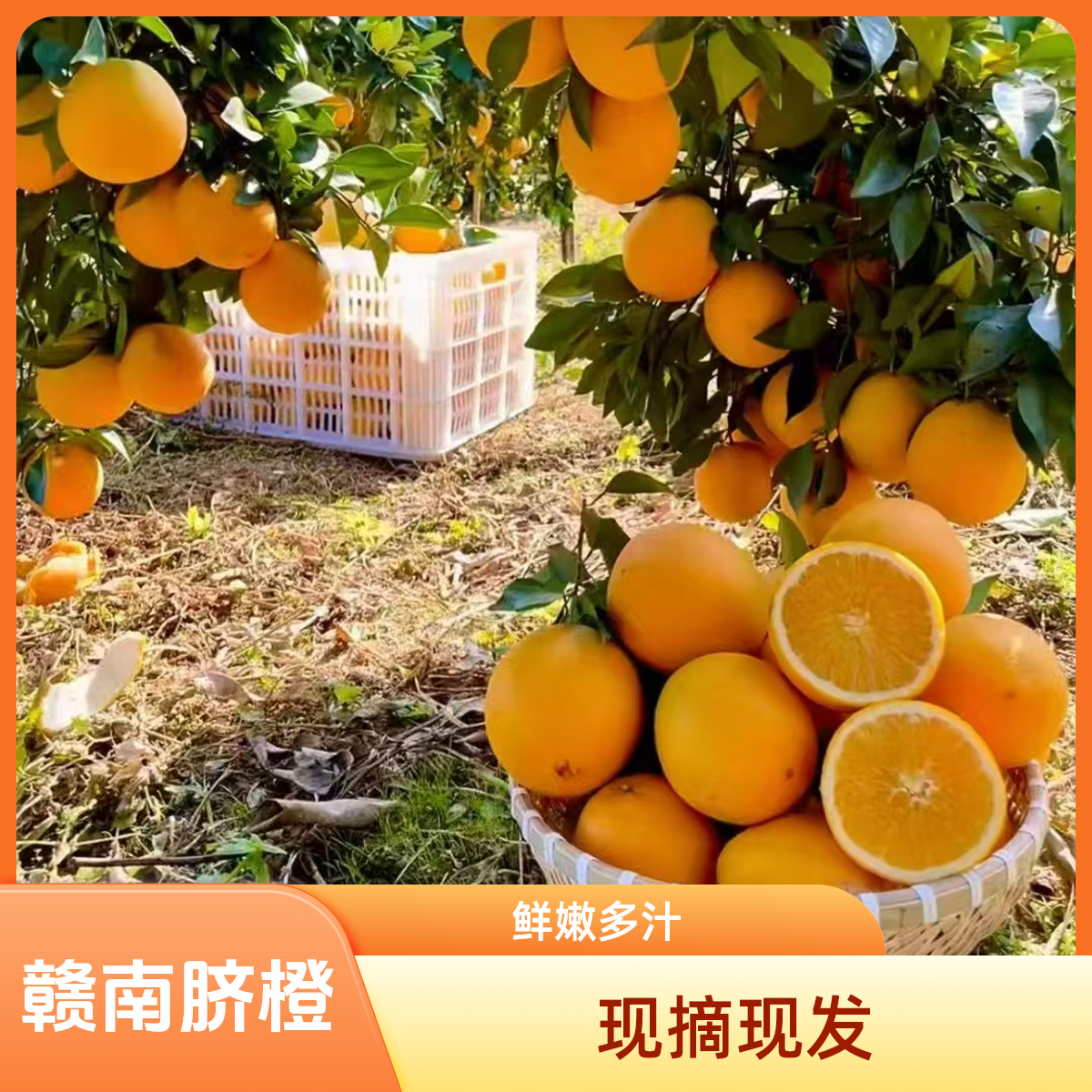 【静儿家的】江西赣南脐橙 新鲜现摘当天发出 香甜多汁应季水果