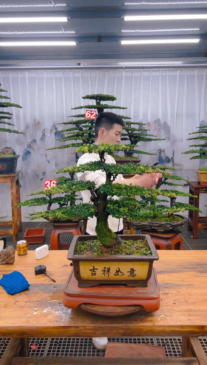 【闪购商品】紫砂精品盆景直播间一物一拍