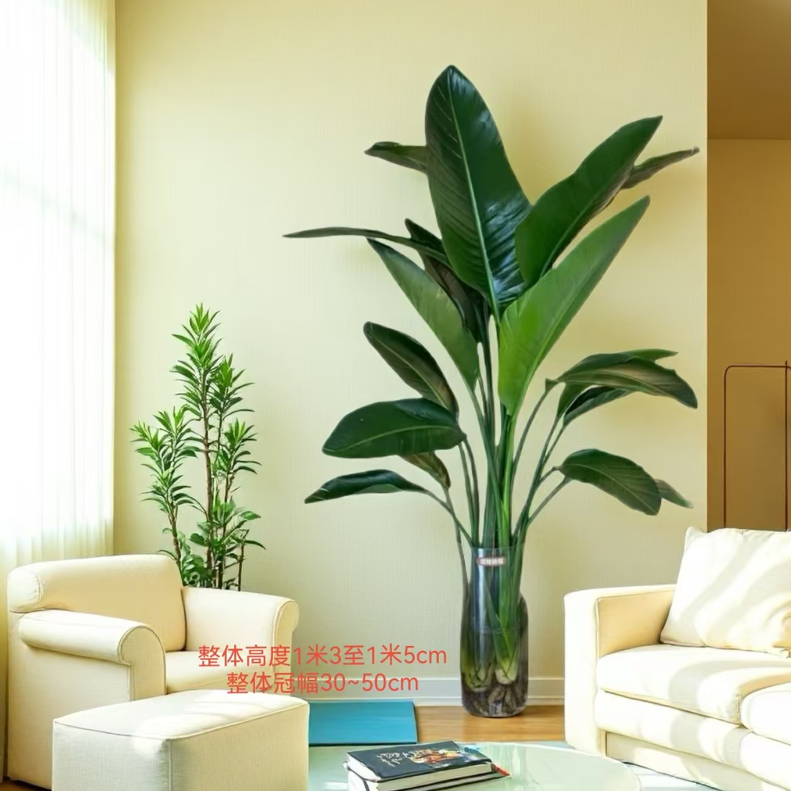 【顺丰包邮】水培天堂鸟二株1.2-1.5米-不带瓶叶片自然开裂介意慎拍
