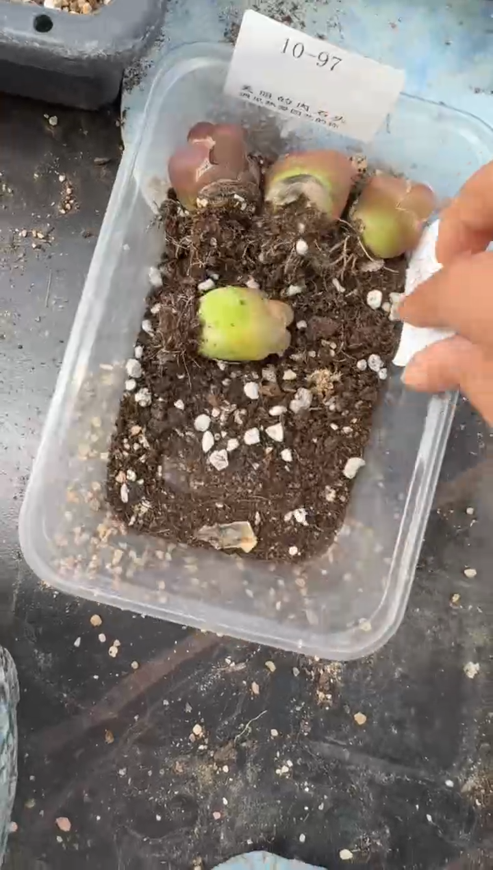 10-97多肉植物肉锥