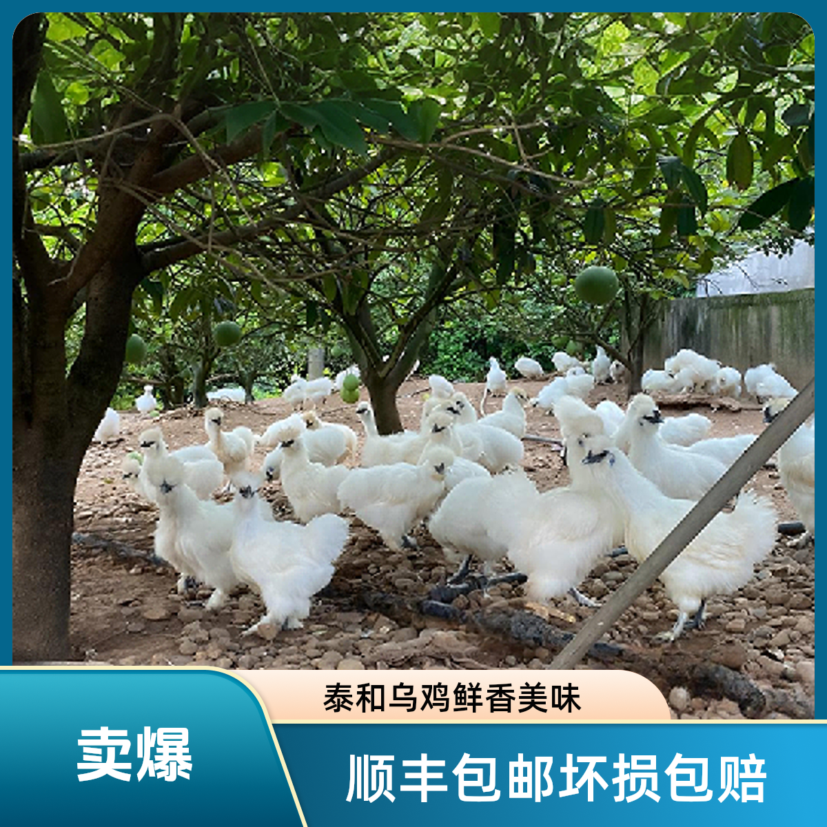 泰和乌鸡【特价】江西正宗原种泰和乌鸡更好吃更营养顺丰包邮