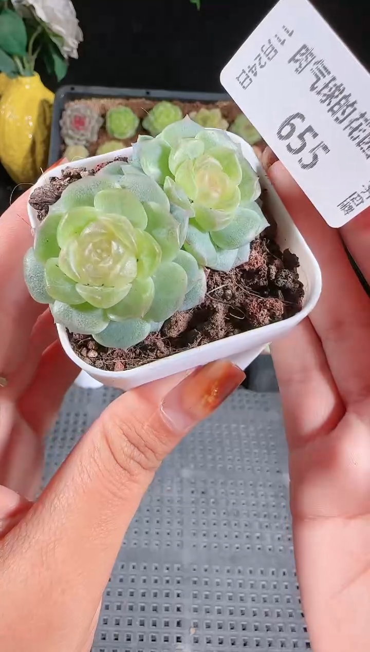 1124-655无尽灯群生不包整