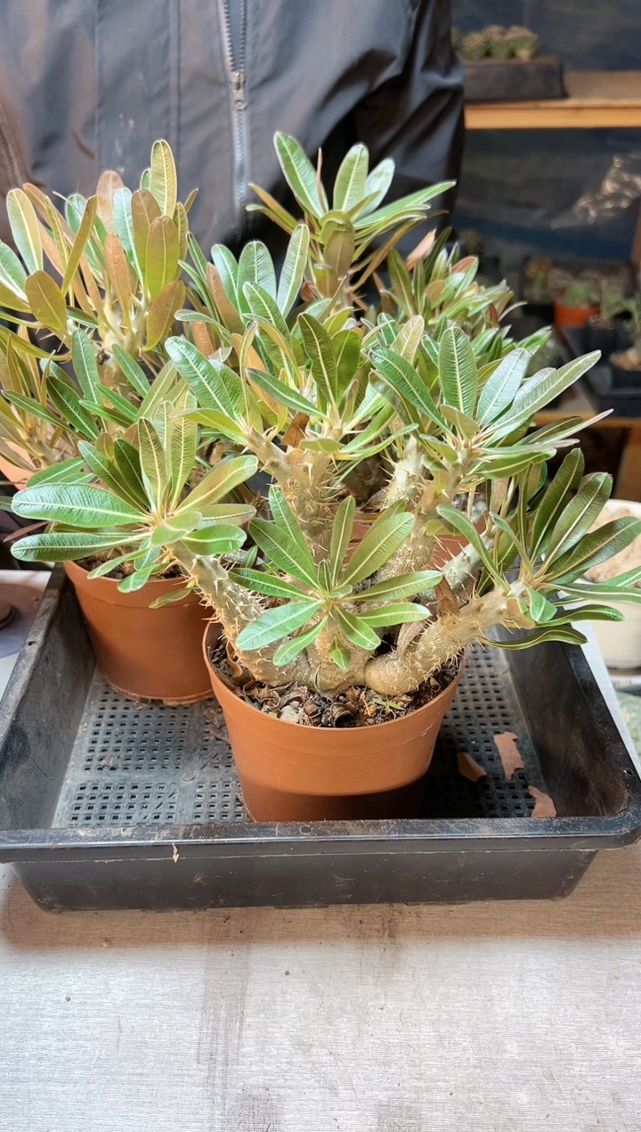 【闪购商品】大凯帝棒槌12公分