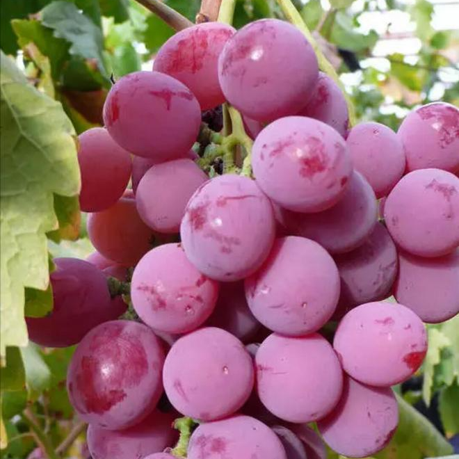 【新疆空运直发】吐鲁番全球红葡萄冷链新鲜当季水果产地直发