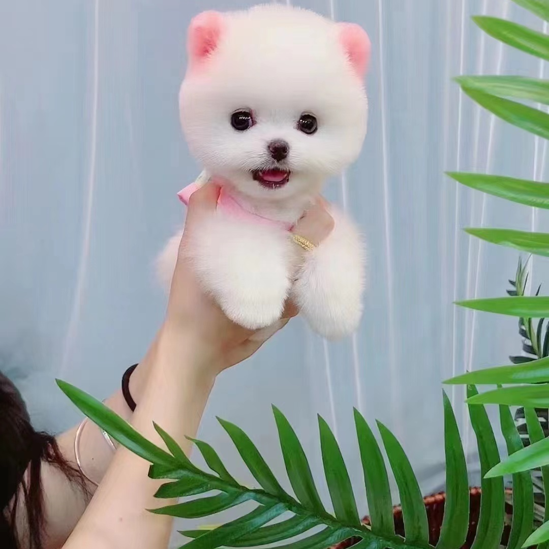 七喜家韩系比熊博美泰迪