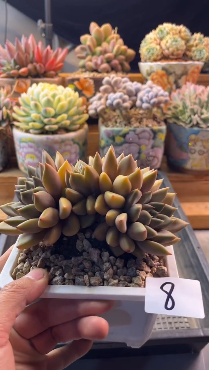 8红象牙1111111111111111