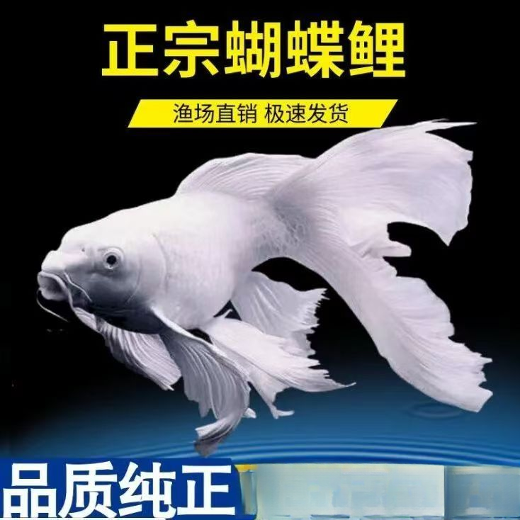 11-13蝴蝶鲤鱼 精品饲养混养发货好养养鱼蝴蝶鲤观赏鱼