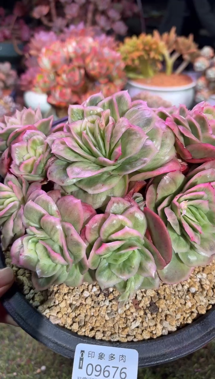 【闪购商品】09676