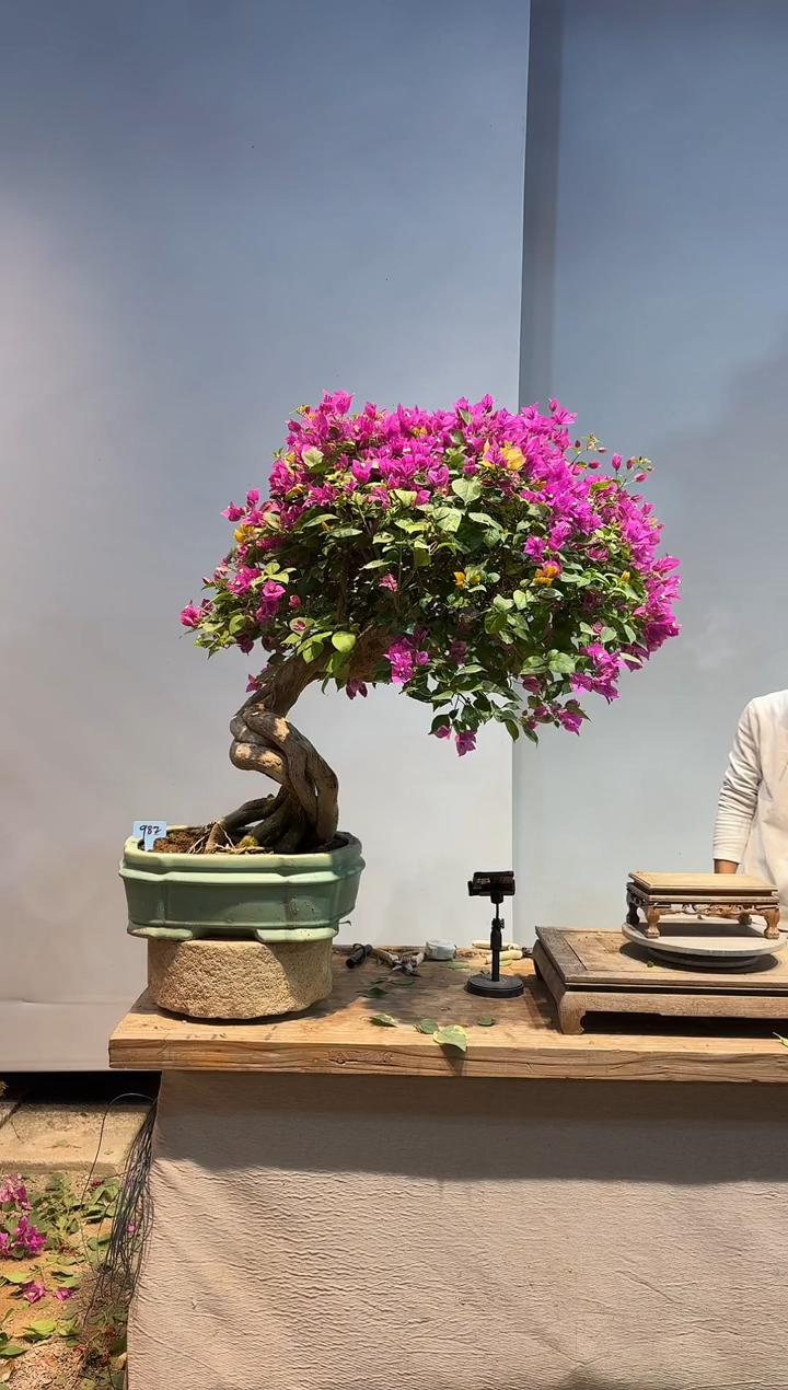 以实际为准張*乖三角梅82