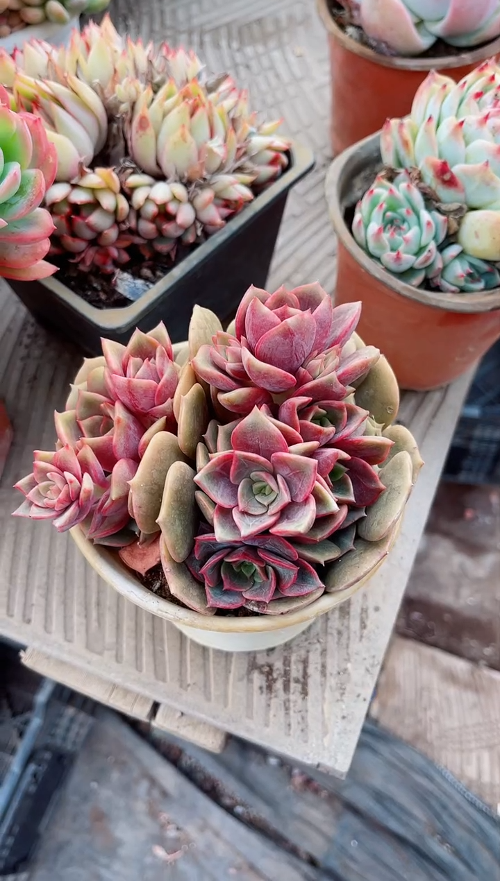 【闪购商品】09181多肉