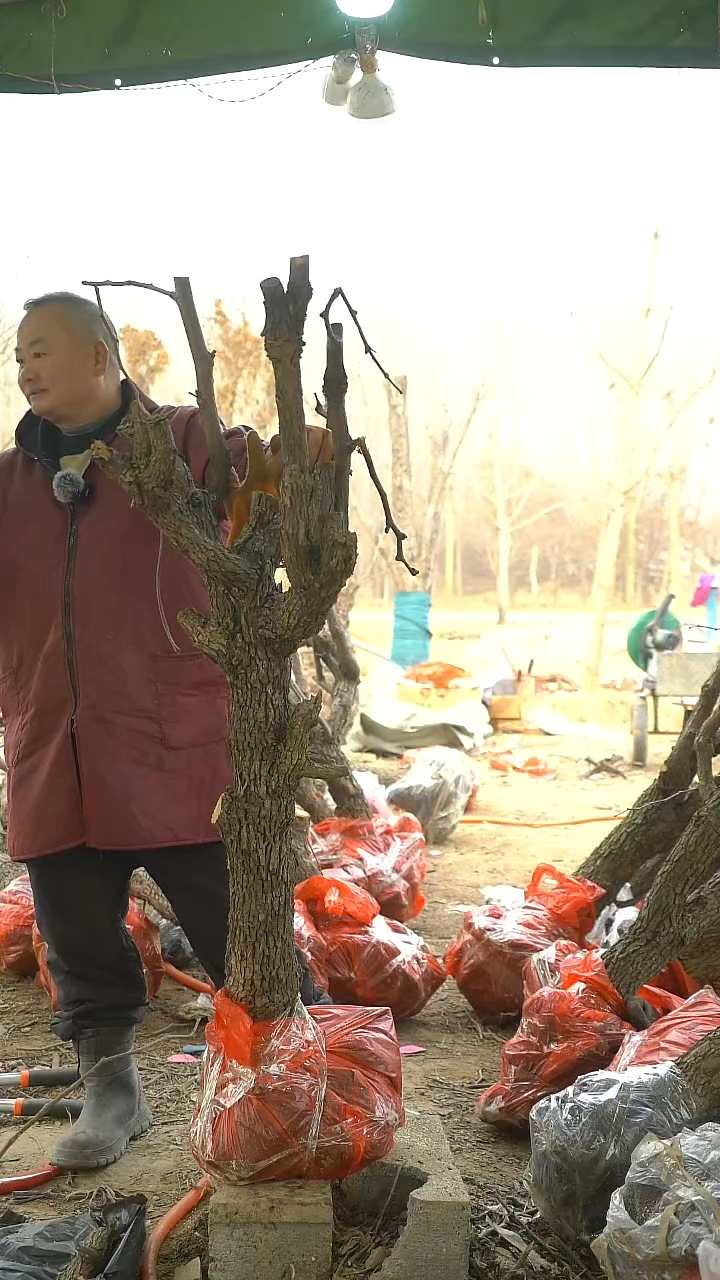 完全开放枣树776