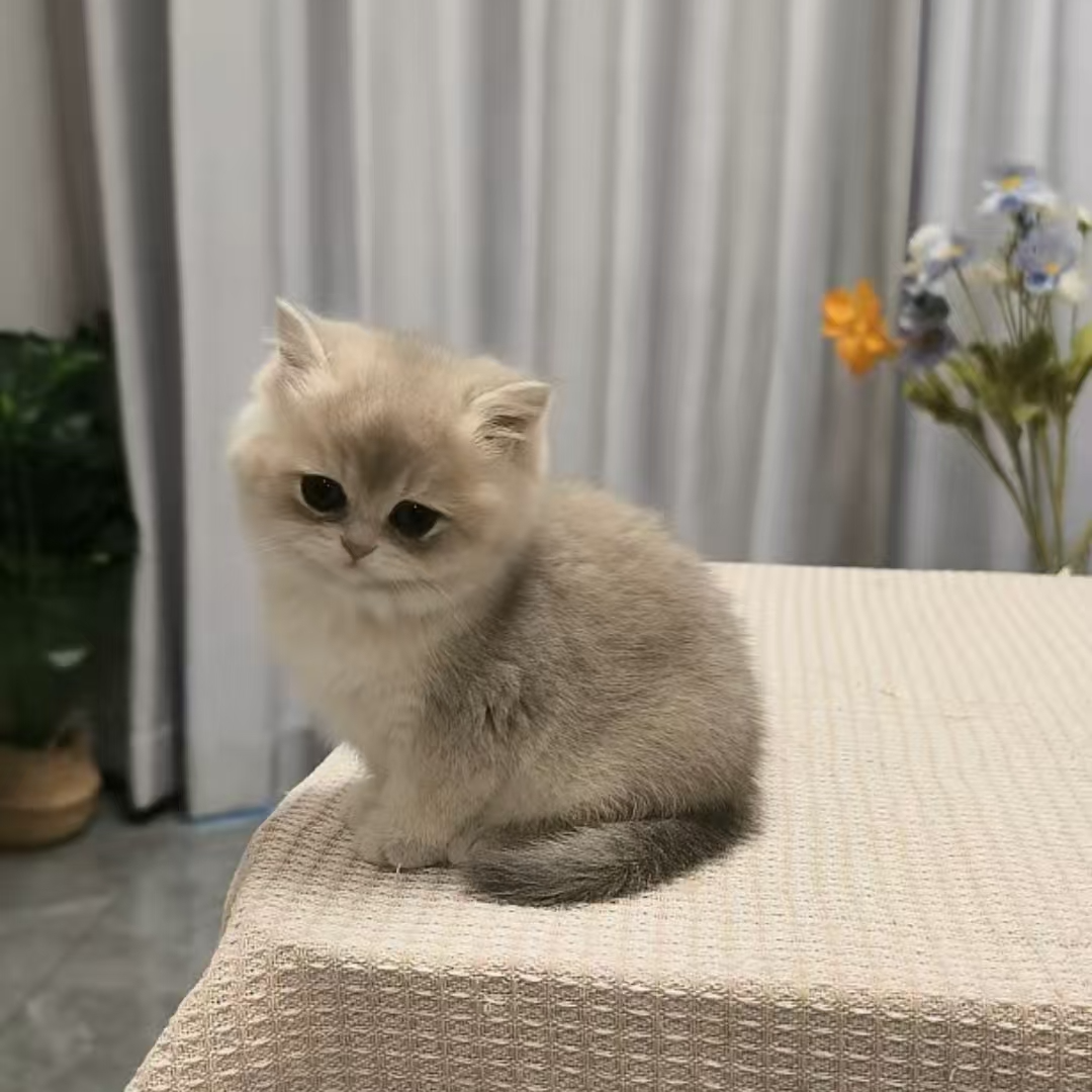 （夏君的稀有色英长）T猫咪活体