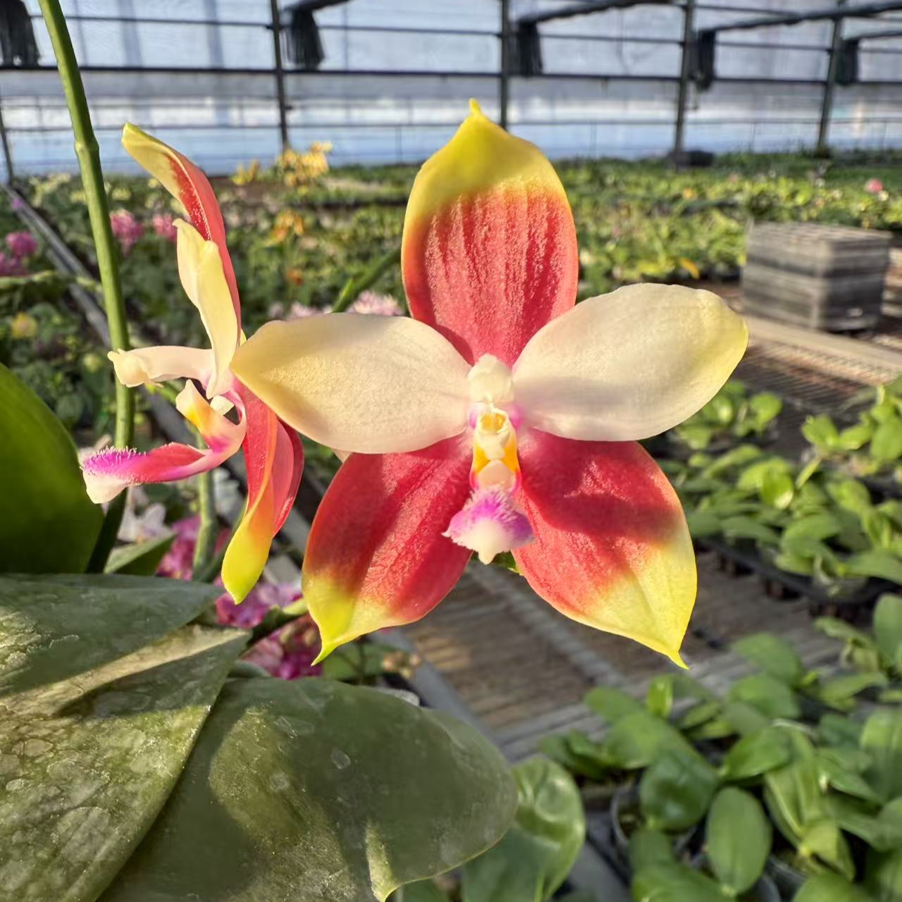 飞鹰交珍妮佛分身 2.5寸苗 原生趣味蝴蝶兰【锦尚兰业】