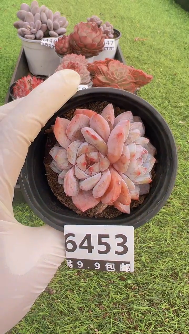 【闪购商品】信福多肉一物一拍