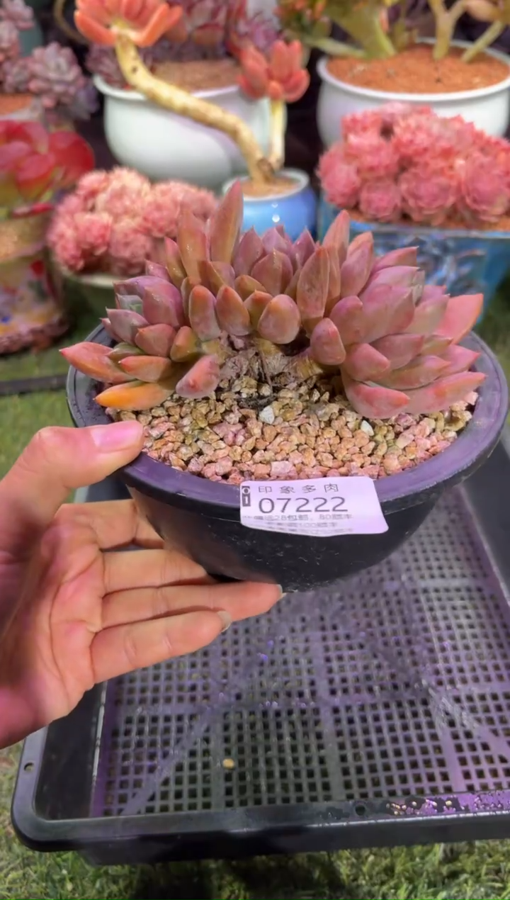 【闪购商品】07222