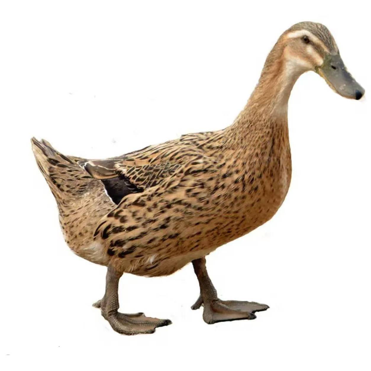 高产蛋鸭金定鸭麻鸭宠物鸭顺丰包邮