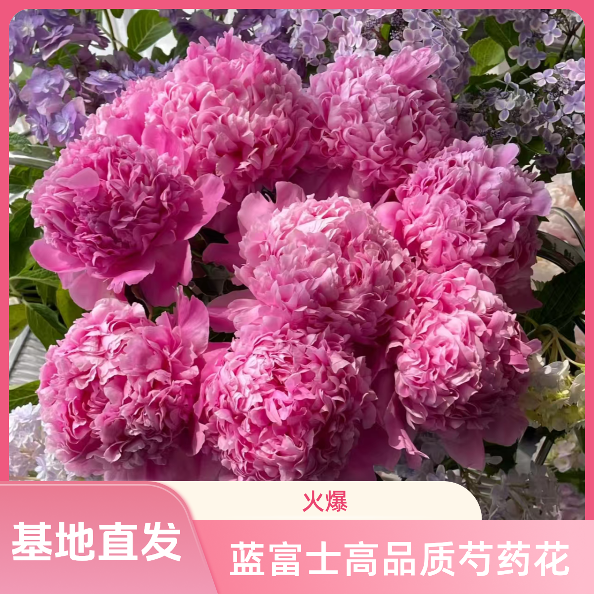 蓝富士高品质芍药鲜切花芍药花基地直发