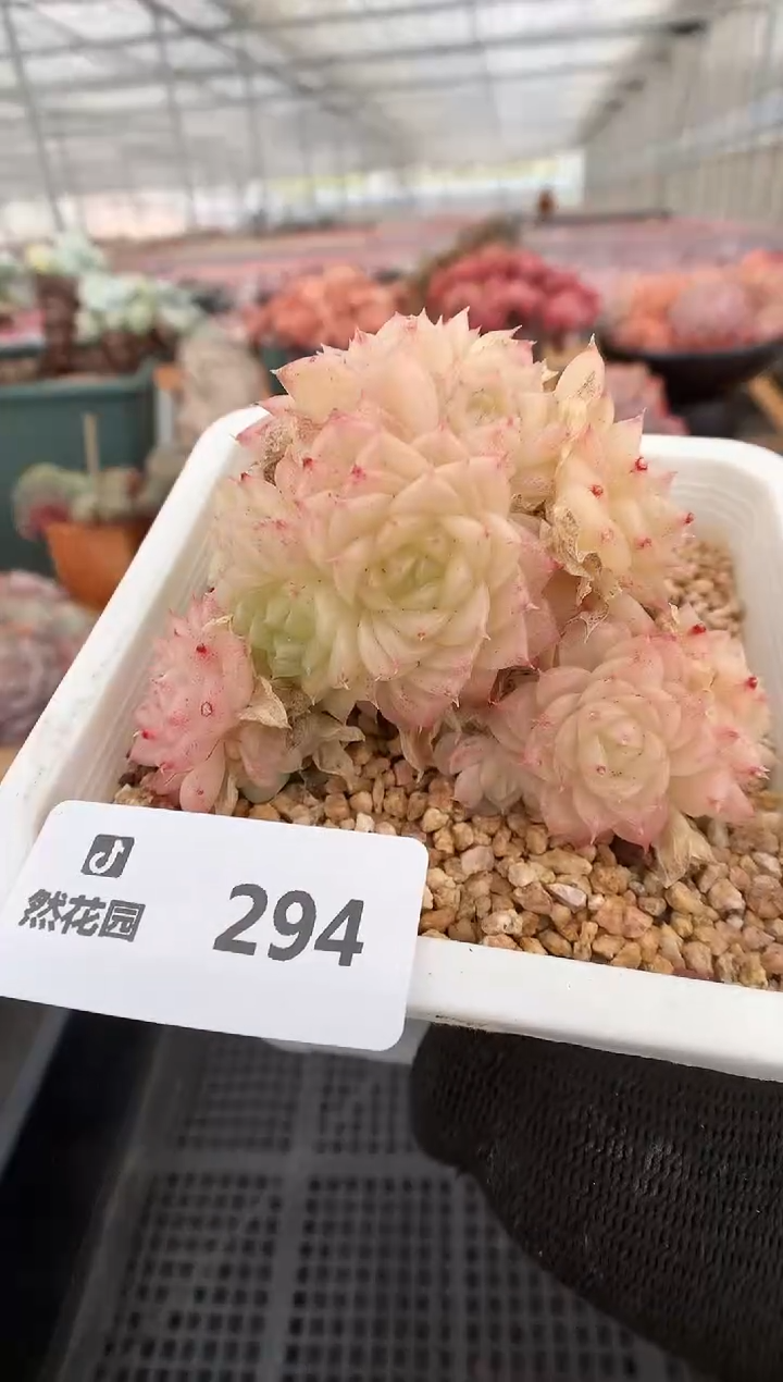 【闪购商品】294麦秆一物一拍