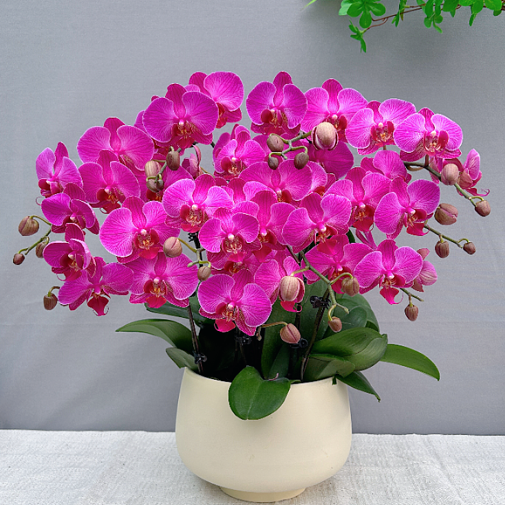 花满屋【小神龙-蝴蝶兰】 高端超大花型 花期长室内观赏花 年宵花